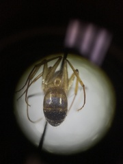 Camponotus festinatus