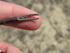 Macrobrachium acanthurus