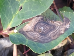 Coniothryium hellibori