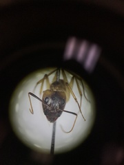 Camponotus festinatus