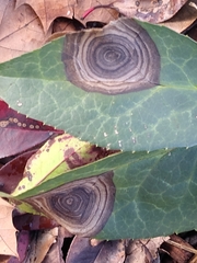 Coniothryium hellibori