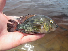 Geophagus
