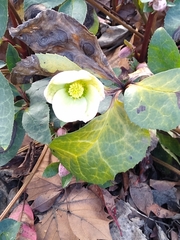 Coniothryium hellibori