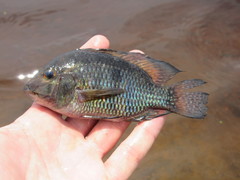 Geophagus