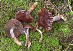 Cortinarius porphyrophaeus