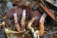 Cortinarius porphyrophaeus