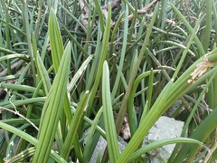 Sansevieria cylindrica