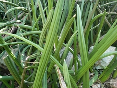 Sansevieria cylindrica