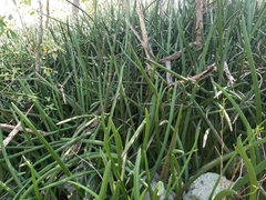 Sansevieria cylindrica