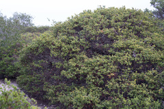 Arctostaphylos purissima purissima