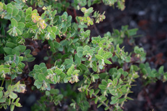 Arctostaphylos purissima purissima