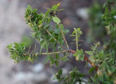 Arctostaphylos purissima purissima