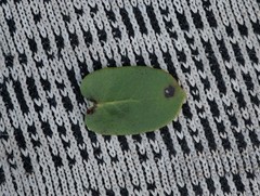 Arctostaphylos purissima purissima