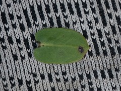 Arctostaphylos purissima purissima