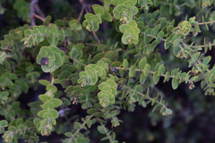 Arctostaphylos purissima purissima