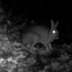 Lepus brachyurus
