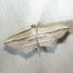 Arcobara multilineata