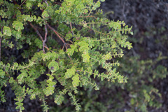 Arctostaphylos purissima purissima