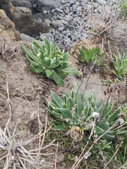 Dudleya caespitosa