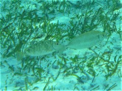 Siganus spinus