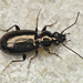 Bembidion lampros - Photo (c) Ryszard, some rights reserved (CC BY-NC)