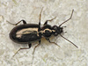Bembidion lampros - Photo (c) Ryszard, some rights reserved (CC BY-NC)