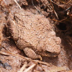 Rhinella spinulosa
