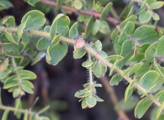Arctostaphylos purissima purissima