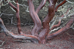 Arctostaphylos purissima purissima