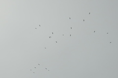 Streptoprocne zonaris