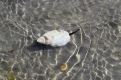 Buccinastrum deforme