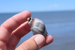 Buccinastrum deforme