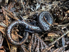 Batrachoseps wrighti