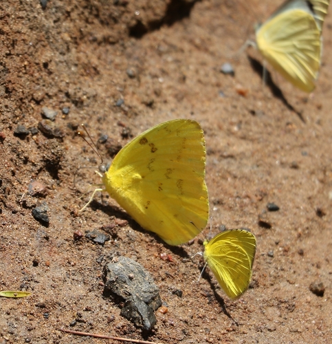 Yellow Migrant