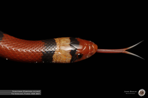 Scarletsnake