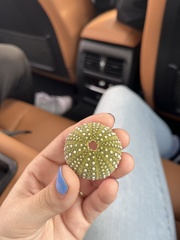 Strongylocentrotidae