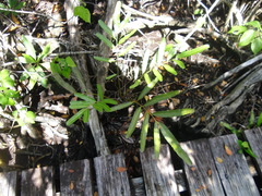 Acrostichum danaeifolium