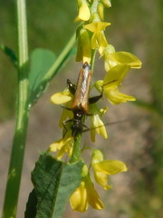 Oedemera femorata