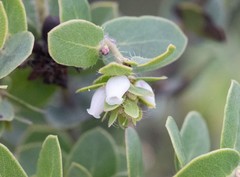 Arctostaphylos purissima purissima