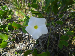 Rhabdadenia biflora
