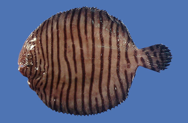 Fringed Sole