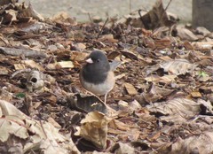 Junco hyemalis