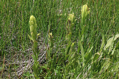 Castilleja cusickii