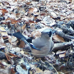Garrulus glandarius japonicus