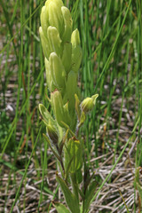 Castilleja cusickii