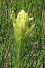 Castilleja cusickii