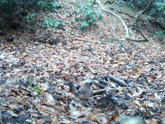 Garrulus glandarius japonicus