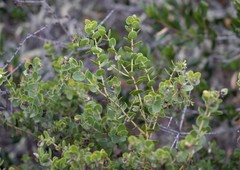 Arctostaphylos purissima purissima