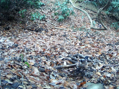 Garrulus glandarius japonicus