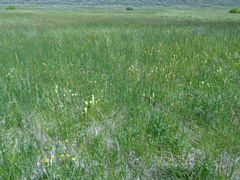 Castilleja cusickii